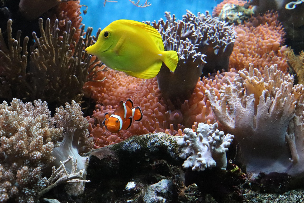 anemone, fish, underwater, aquarium, nature, reef, anemonefish, hidden, coral, tropical, aquarium, reef, reef, coral, coral, coral, coral, coral